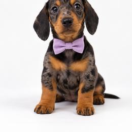 Vienna - Dapple female Dachshund puppy in Illinois from William Rotsaert