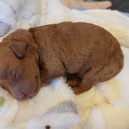 Donna - Red  female Poodle puppy in Blanch, North Carolina from Faithful Hearts Kennel