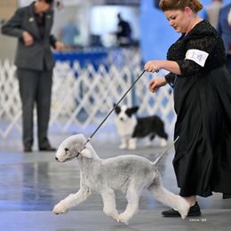 Trina - Bedlington Terrier