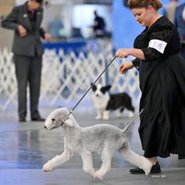 Trina - Bedlington Terrier