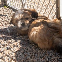 Lhasa Apso Puppies from Floofie Butts