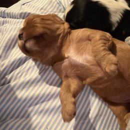 Cavalier King Charles Spaniel Puppies from 5dubs Cavaliers