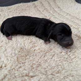 Venus - Black female Dachshund puppy in Los Angeles, California from Dachshunds of the Desert