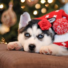 Pomsky Puppies from Pine Haven Puppies