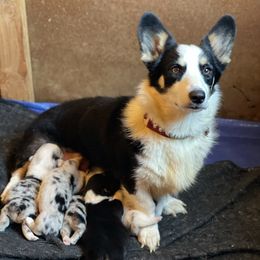 Dotty - Pembroke Welsh Corgi