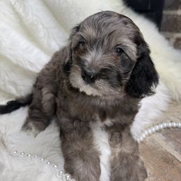 Cove - Merle male Cavapoo puppy in Fayetteville, Arkansas from Silver Hill Farm