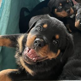 Rottweilers from Rottiesofdfw