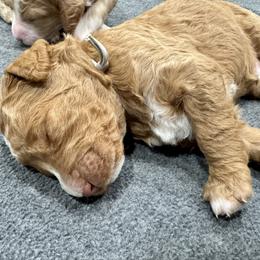 Pita - Yellow and white male Bernedoodle puppy in Macon County, North Carolina from Mountain Doodles