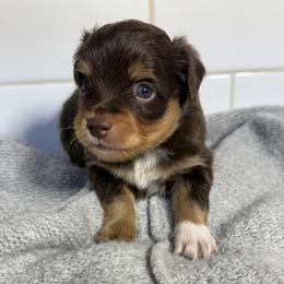 Maeve - Red tri female Toy Australian Shepherd puppy in Spokane Valley, Washington from Northern Roots Aussies