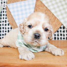 Dane - Buff male Cocker Spaniel puppy in Rattan, Oklahoma from Double M Cocker Spaniels