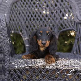 Luther 3200dollars - Black and tan male Dachshund puppy in Crystal, Michigan from Mare-bella Dachshunds