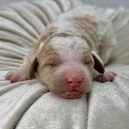 Magnolia - Parti female Goldendoodle puppy in Queen Creek, Arizona from Goldendoodle AZ