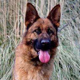Yura  - German Shepherd