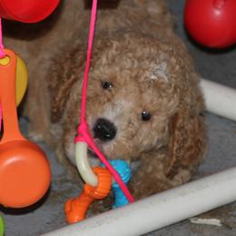 Goldendoodle Puppies from Pampered Paws Pet Massage / Jaynie's Pack of Doodles