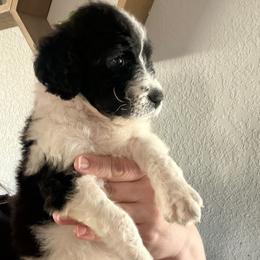 Girl 2 - female Goldendoodle puppy in El Cajon, California from Pacific Coast Goldendoodles