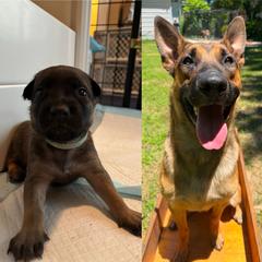 Sabre (teal) sold - male Belgian Malinois puppy in Dewy Rose, Georgia from Rolling G Kennels