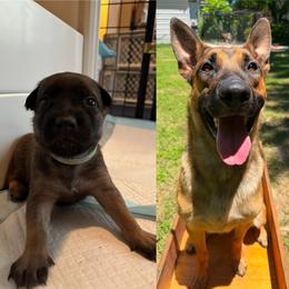 Sabre (teal) sold - male Belgian Malinois puppy in Dewy Rose, Georgia from Rolling G Kennels