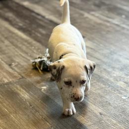 Shadow - White and liver brown male Dalmatian puppy in Hastings, Florida from Love My Spotty Dalmatians