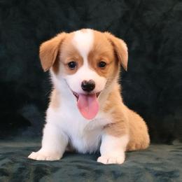 Uncle Sam - Red male Pembroke Welsh Corgi puppy in Arcanum, Ohio from Weissway Corgis
