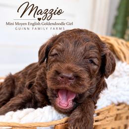 Mazzio Chocolate English - Chocolate female Goldendoodle puppy in Grove, Oklahoma from Guinn Family Farms