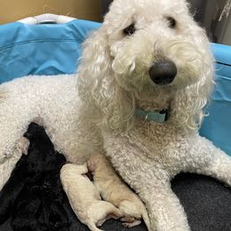 Labradoodles from Raymond Doodle
