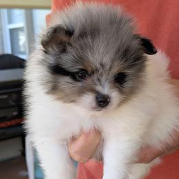 C - Blue merle female Pomeranian puppy in Cocoa, Florida from Pom Coast Pomeranians