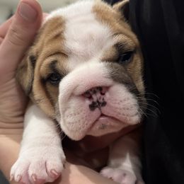 Honey - Fawn female Bulldog puppy in Geraldine, Alabama from Rathbone Bulldogs
