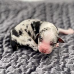Morrigan - Blue merle female Miniature American Shepherd puppy in Damascus, Oregon from Rebel Soul Minis