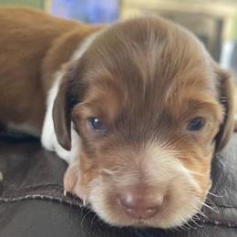 Meika - Dapple female Dachshund puppy in Lake Mary, Florida from Lakeside Doxies