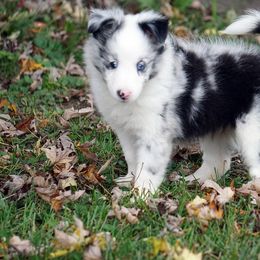 Rottweiler and Toy Shetland Sheepdog Puppies from Mountain High Kennels