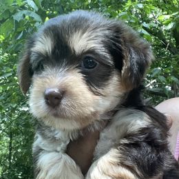 Coco - Chocolate female Yorkipoo puppy in Shelby, North Carolina from Dynasty puppies