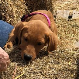 Dalmatian and Labrador Retriever Puppies from ECMO Farm Dalmatians & ECMO Farm Fox Red Labs