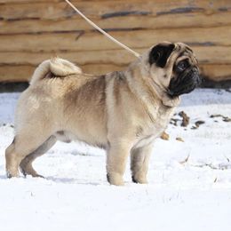 Theodore - Pug