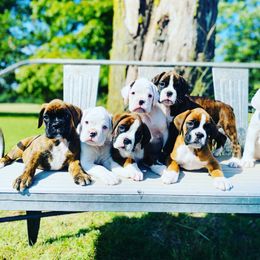 Boxer Puppies from Smokin S Kennel