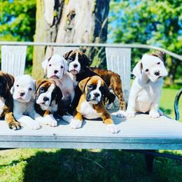 Boxer Puppies from Smokin S Kennel