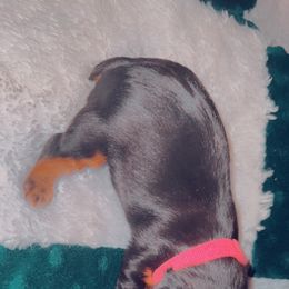 Yorkshire Terrier Puppies from Joy Riley's Yorkies