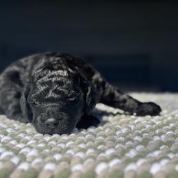 Cypress - Black male Poodle puppy in Arkoma, Oklahoma from My Muse Poodles