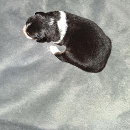 TBD - Black tri-color female Australian Shepherd puppy in Luther, Michigan from Pine River Australian Shepherds