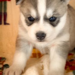 Opal - Sable and white female Siberian Husky puppy in Grant City, Missouri from Timberline Paws