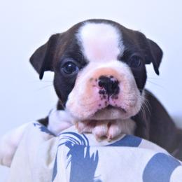 Baby Poppy - Black brindle and white female Boston Terrier puppy in Kingsport, Tennessee from Sleepwalker Bostons