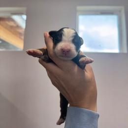 Muddy - Black rust and white male Bernese Mountain Dog puppy in Enterprise, Utah from High Desert Bernese