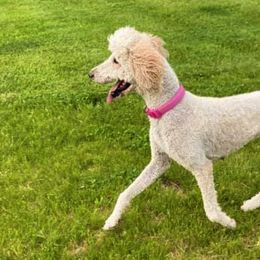 Poodles from Patch of Pines
