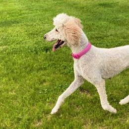 Poodles from Patch of Pines