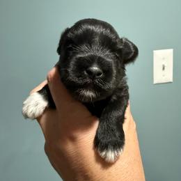 Lulu's black beauty - Black female Miniature Schnauzer puppy in Forest, Virginia from Prestige Kennel LLC