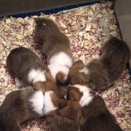 Pembroke Welsh Corgi Puppies from MT Nest Farms