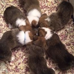 Pembroke Welsh Corgi Puppies from MT Nest Farms