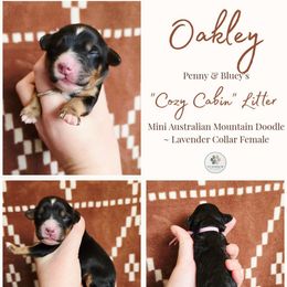 Oakley - female Australian Mountain Doodle puppy in Grand Rapids, Michigan from The Kindred K9