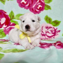 Lemon - White female Siberian Husky puppy in Lunenburg, Vermont from SNOW WOOLY HUSKY