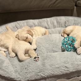 Golden Retrievers from Rebel Retrievers
