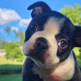 Boston Terriers from Lakeview Bostons